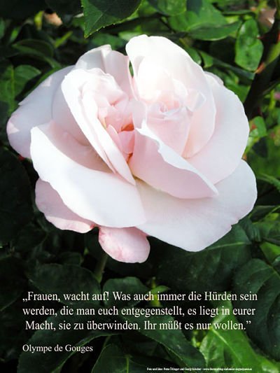 Frauentag: Ein Foto mit Einr lachsfarbenen Rose und einem Zitat von Olympe de Gouges